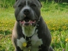 ablepaws-pimpinaint-easy-aka-ruger