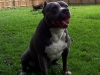 ruger-up