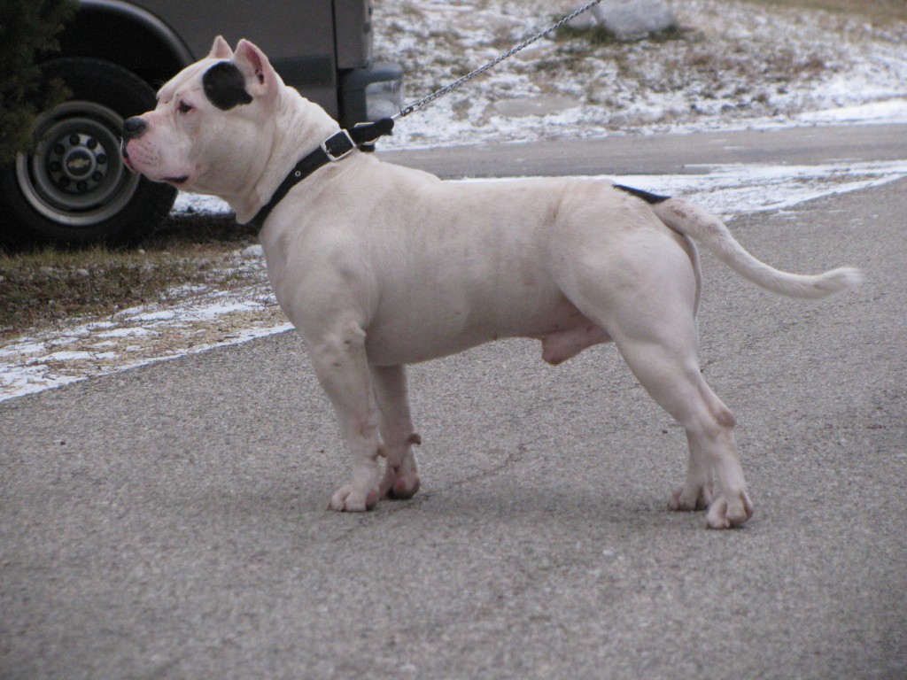 Bully style pit