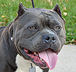 This is eddie the american bully