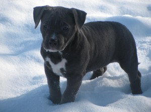 5 pups 035