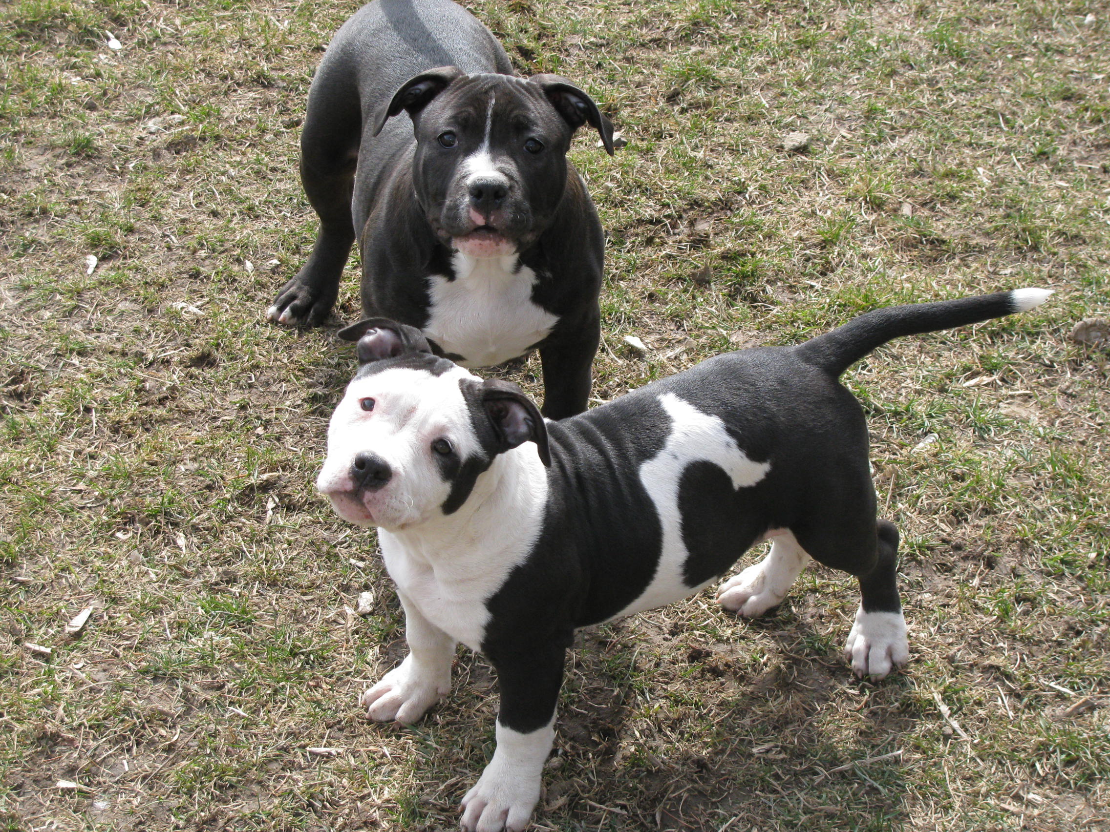 pocket pitbull breeders