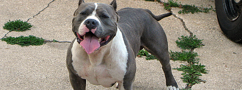 the all american pit bull terrier