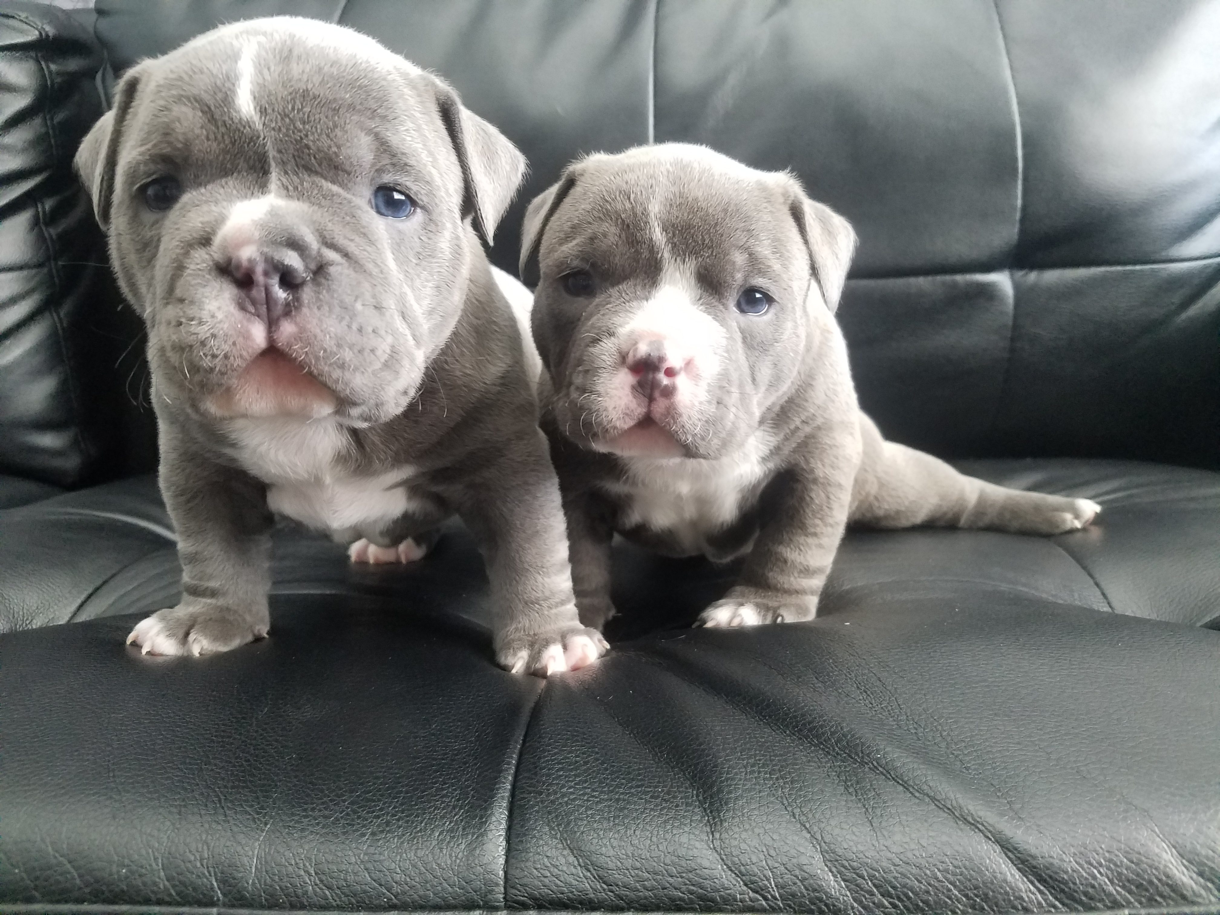 pocket bully puppies for sale
