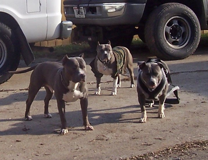 bully style pitbull picture