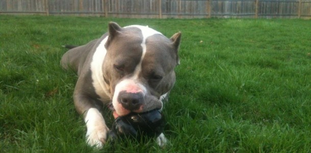 smoke and his kong dog toy