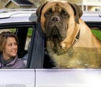 biggest dog in the world