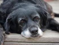 Old dog with canine arthritis, dogs with canine arthritis.